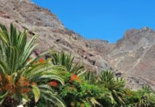 El Monte Tropic y el gas canario: Marruecos avanza sobre recursos estratégicos mientras España permanece ausente a group of palm trees in front of a mountain
