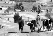 Viviendas Vacías y Fiscalidad: El Nuevo Impuesto que Cambiará el Mercado Inmobiliario en España grayscale photography of man and herd of cows walking in a farm